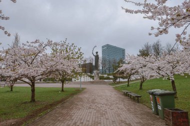 Litvanya, Vilnius 'taki parkta çiçek açan kiraz ağaçlarının güzel manzarası.