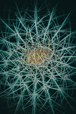 Dikenli altın top kaktüsünün üst görüntüsü