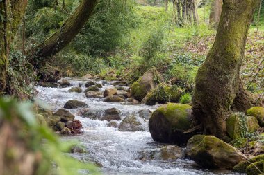 Etrafı yosunlu ağaçlar ve taşlarla çevrili ormanda akan su akıntısının güzel bir manzarası.
