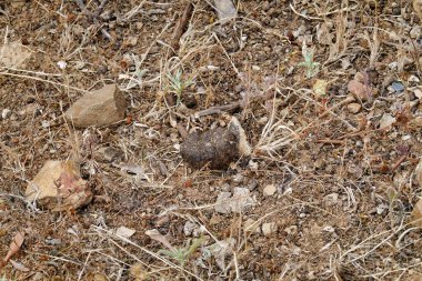 Yerdeki köpek gübresinin yakın çekimi.