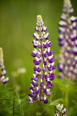 Bahçedeki bulanık arka plandaki pembe Lupine 'in dikey bir odak noktası.