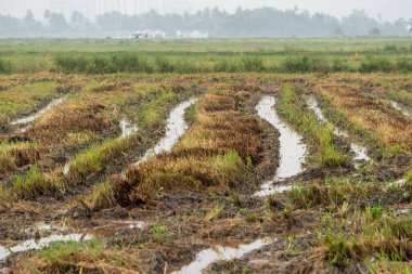 Çeltik tarlasındaki hasatçının izi..