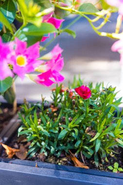 Güneş ışığı altında dikey pembe çiçekler.