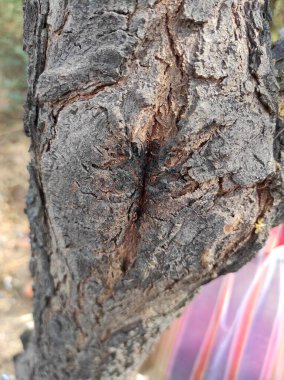 Gün ışığında farklı dokulara sahip eski bir ağaç kabuğunun dikey çekimi.