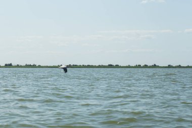 Tuna Deltası 'nın suyunun üzerinde uçan bir martının güzel görüntüsü.