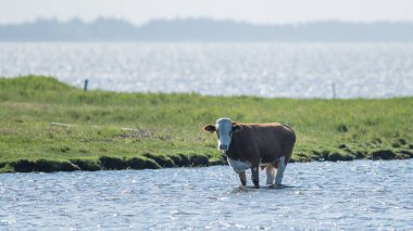 Güneşli bir günde su içmeye çalışan ineğin uzak bir görüntüsü.