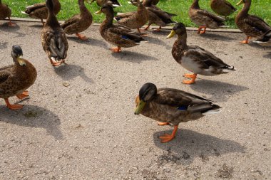 Bir grup ördek parkta kaldırımda yürüyor.