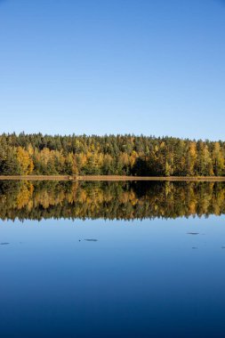 Gölde yansıyan bir ormanın dikey görüntüsü.