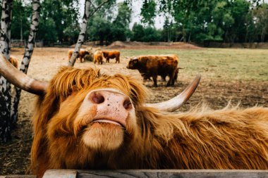 Highland 'a yakın çekim. İskoç sığır cinsi.