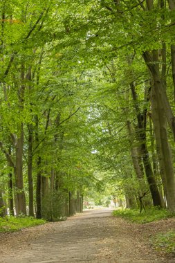 Uzun ve sık ağaçlarla ormanın büyüleyici manzarası..