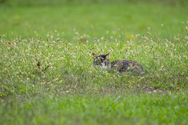 Çayırda tatlı bir kedi.