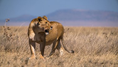 Serengeti Ulusal Parkı, Tanzanya 'da bir panthera leo melanochaita.