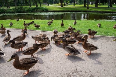 Güneşli günün tadını çıkaran bir grup kazın dingin manzarası göletin kenarındaki parkta