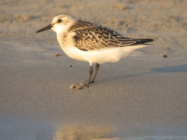 Girit 'te kumsaldaki Sanderling kuşunun yakın plan fotoğrafı.