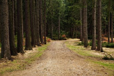Polonya 'nın güneybatısındaki Jelenia Gora' da güzel bir ormanın manzarası.