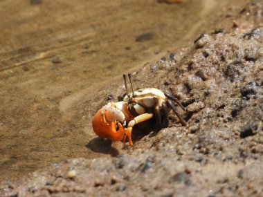 Islak kumda kemancı yengeçlerin yakın çekimi.