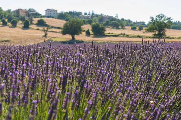 Closeup Lavender Fields — Stock Photo, Image