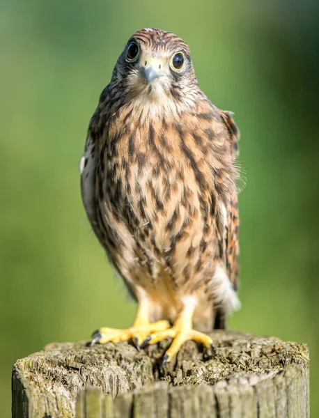 Common Kestrel Bird Wooden Log — Stock Photo, Image