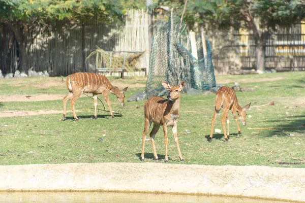 Groupe Animaux Nyala Dans Les Prairies Parc Safari Dubaï Zoo — Photo