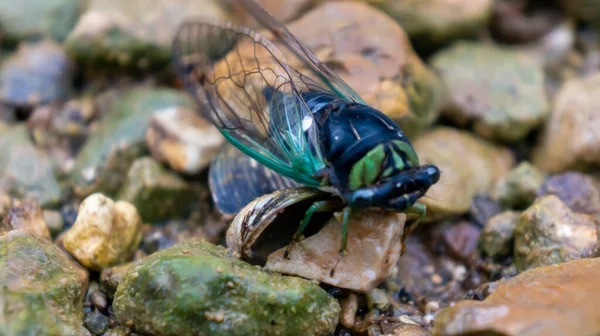 Macro Scatto Una Cicala Incastonata Sulle Rocce — Foto Stock