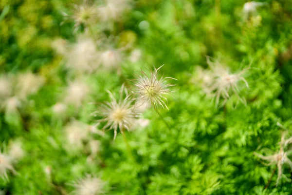 庭の背景がぼやけている花プルサッラ アルピナの花の浅い焦点ショット — ストック写真