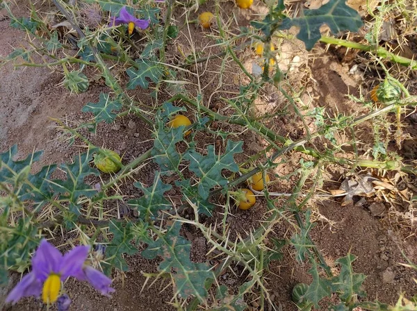 Close Curto Solanum Indicum Ayurvedic Medicina Planta Flor — Fotografia de Stock