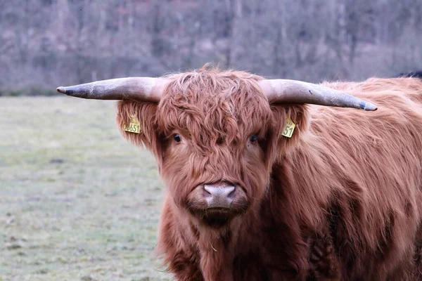 Selective Focus Shot Highland Cattle Field — Stock Photo, Image