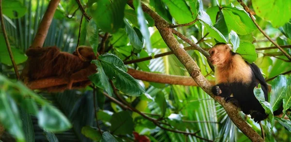 Piękny Widok Małp Wiewiórki Gałęziach Drzew — Zdjęcie stockowe