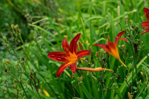 Zbliżenie Daylily Brunatne Żółte Kwiaty — Zdjęcie stockowe