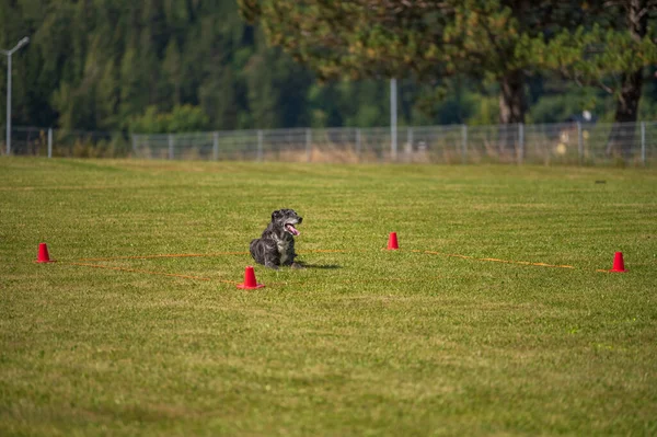 Entrenamiento Obediencia Perro Césped Verde — Foto de Stock