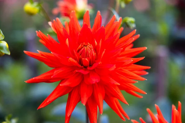 Gros Plan Dahlia Rouge Qui Fleurit Dans Jardin — Photo