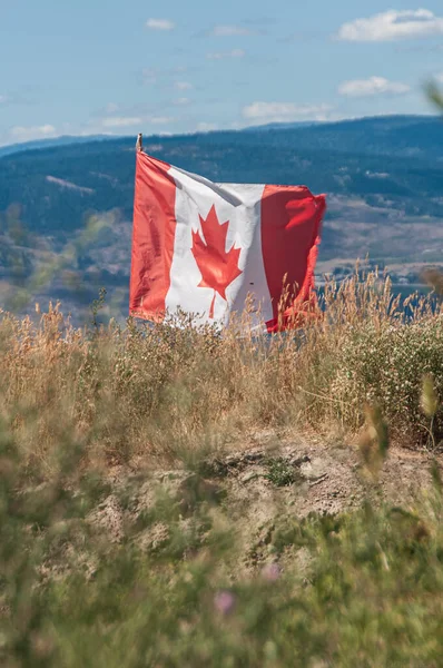 Вертикальний Варіант Прапора Канади Зеленому Полі Проти Лісових Гір — стокове фото