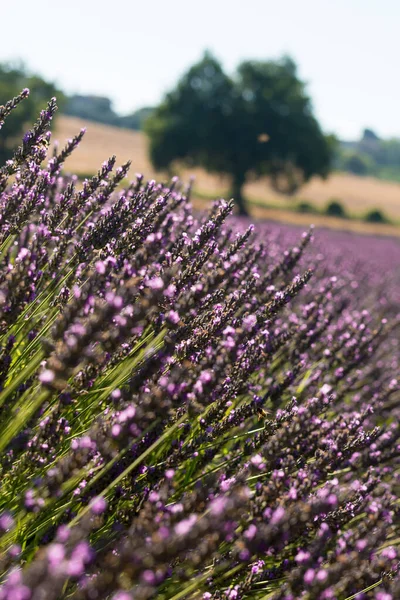 Hermosa Vista Del Campo Púrpura Lavanda Primer Plano — Foto de Stock