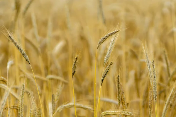 Krásný Výhled Pole Pšenice — Stock fotografie