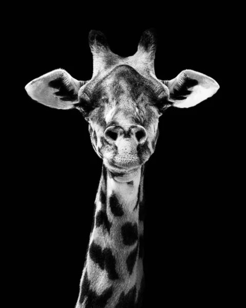 Ett Vertikalt Gråskaleporträtt Giraff Isolerad Svart Bakgrund — Stockfoto