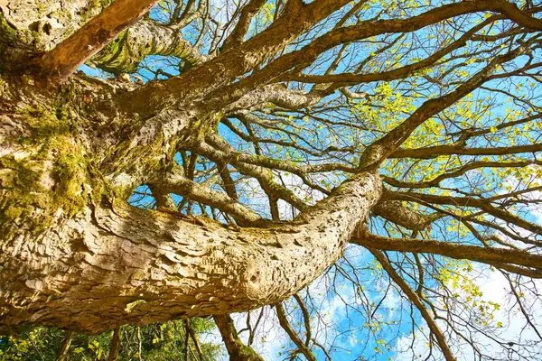 クロアチアのHvarにある枝に緑色の葉を持つ木の低角度のショット — ストック写真