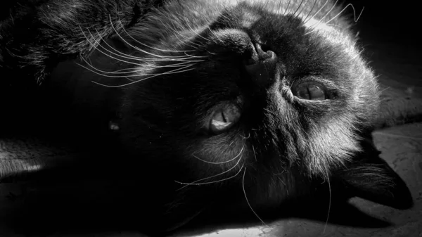 Açık Gözlerle Baş Aşağı Yatan Bir Kedi — Stok fotoğraf