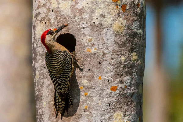 Foco Superficial Pájaro Carpintero Comiendo Insecto Parado Agujero Dentro Árbol — Foto de Stock