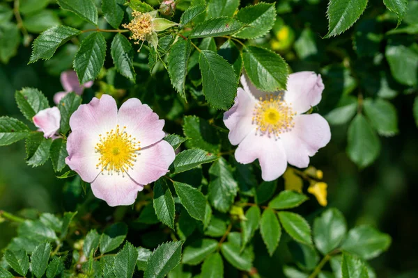 Selektywne Ujęcie Ostrości Dzikich Kwiatów Róży Psów Polu Farmy — Zdjęcie stockowe