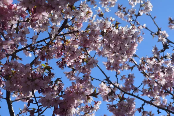 Uma Bela Vista Flores Sakura Flor Cereja Uma Árvore Céu — Fotografia de Stock