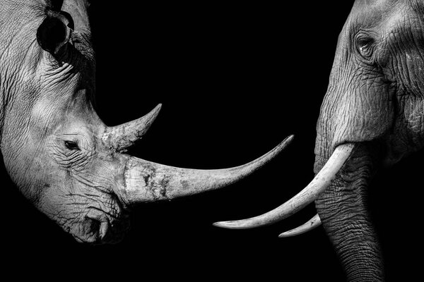 A grayscale shot of a rhinoceros and an elephant opposite each other on black background