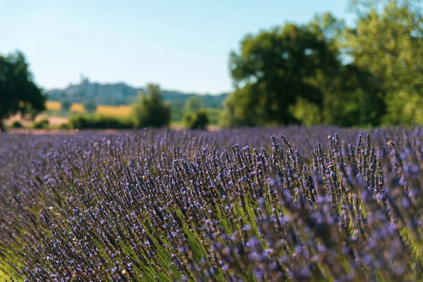 Beautiful Lavender Field Surrounded Trees Sunny Day — Stock Photo, Image