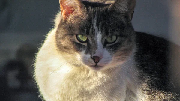 カメラを見ている猫のクローズアップ — ストック写真