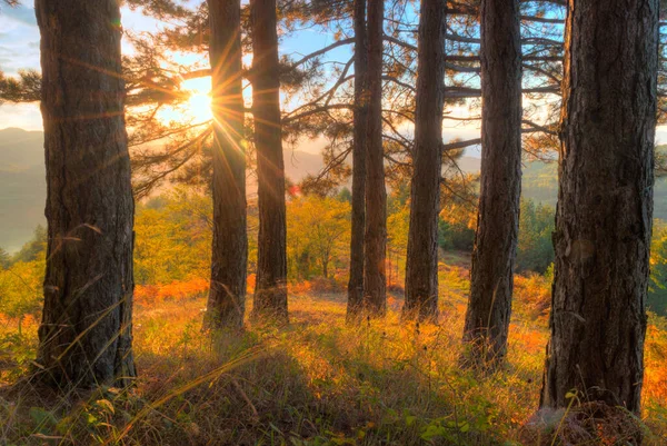 Una Vista Impresionante Puesta Sol Vista Través Los Árboles Bosque —  Fotos de Stock