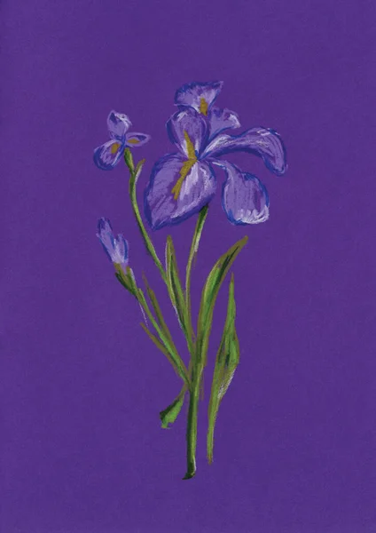 Una Ilustración Del Iris Como Una Flor Nacimiento Febrero Sobre —  Fotos de Stock