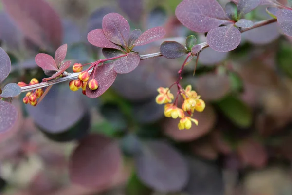 Shallow Focus Shot Japanese Barberry Buds Blooming Garden Sunny Day — Stock Photo, Image
