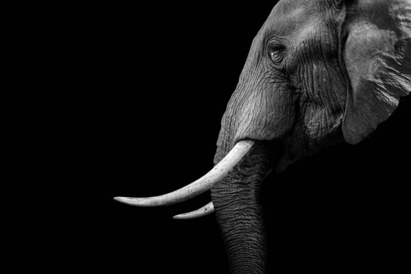 A vertical grayscale shot of an elephant in profile on black background