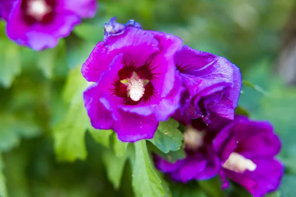 Eine Nahaufnahme Blühender Lila Hibiscus Syriacus Blüten — Stockfoto