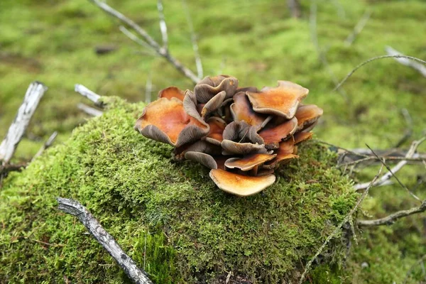 Großaufnahme Eines Bündels Wilder Pilze Die Auf Einem Bemoosten Boden — Stockfoto