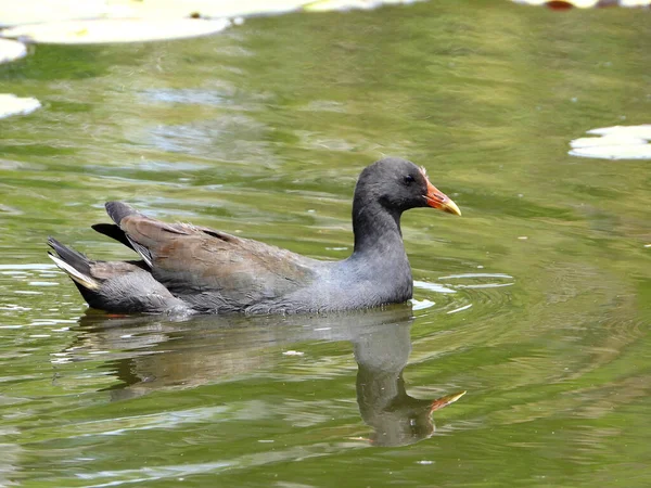 湖で泳ぐ沼の鶏 — ストック写真